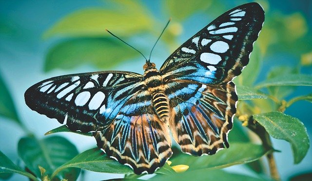 Free download butterfly tropical butterfly exotic free picture to be edited with GIMP free online image editor