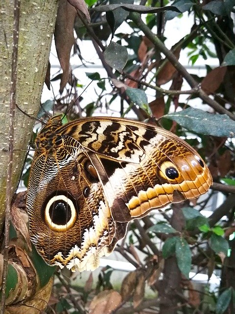 Free download Butterfly Tropical Eye -  free photo or picture to be edited with GIMP online image editor