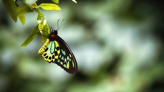 Muat turun percuma Butterfly Tropical Yellow - foto atau gambar percuma untuk diedit dengan editor imej dalam talian GIMP