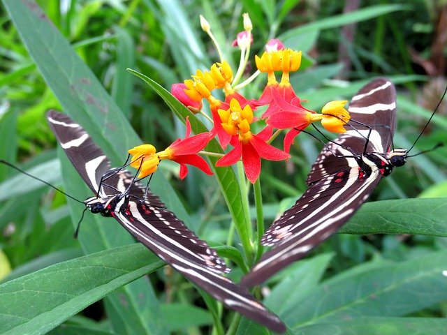 Template Photo Butterfly Twins Nature -  for OffiDocs