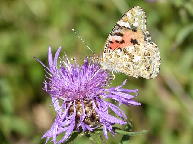 Muat turun percuma Butterfly Vanesa Thistle Flower - foto atau gambar percuma untuk diedit dengan editor imej dalam talian GIMP