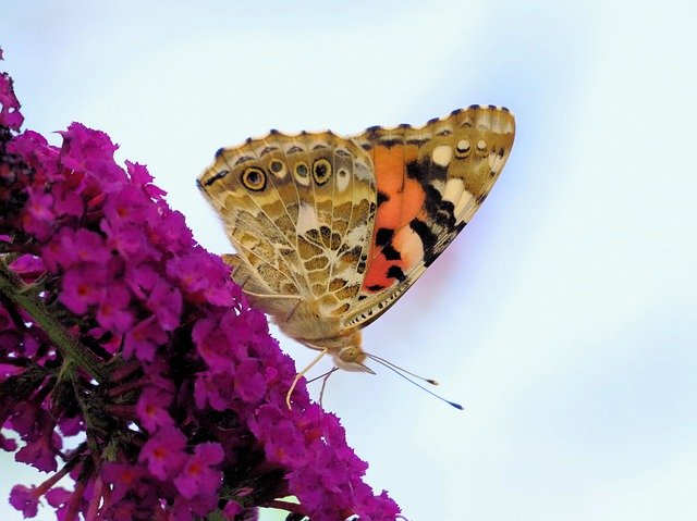 Descărcare gratuită Butterfly Vanessa Cardui Insect - fotografie sau imagine gratuită pentru a fi editată cu editorul de imagini online GIMP