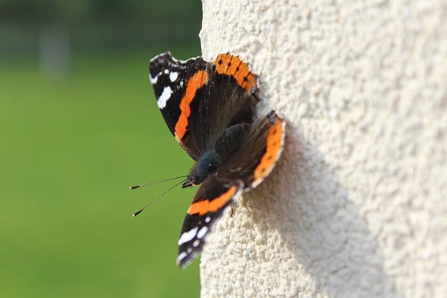 Free download butterfly wall insect delicate free picture to be edited with GIMP free online image editor