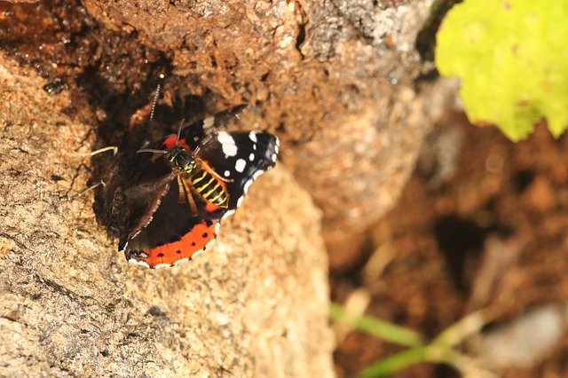 Скачать бесплатно Butterfly Wasp Insect - бесплатное фото или изображение для редактирования с помощью онлайн-редактора изображений GIMP