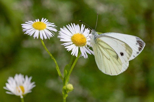 Free download Butterfly White Ling Daisy -  free photo or picture to be edited with GIMP online image editor
