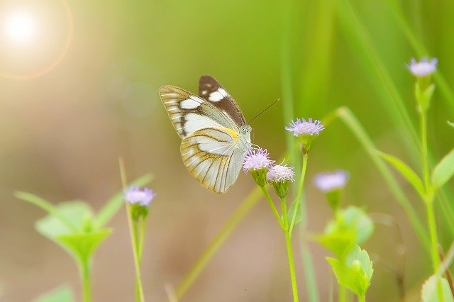 Free download Butterfly Wild Life Green -  free photo or picture to be edited with GIMP online image editor