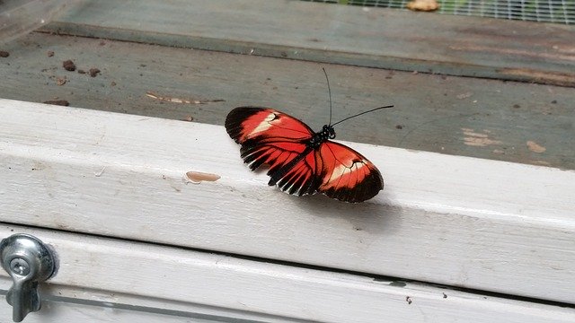 Descarga gratuita Butterfly Windowsill Red: foto o imagen gratuita para editar con el editor de imágenes en línea GIMP