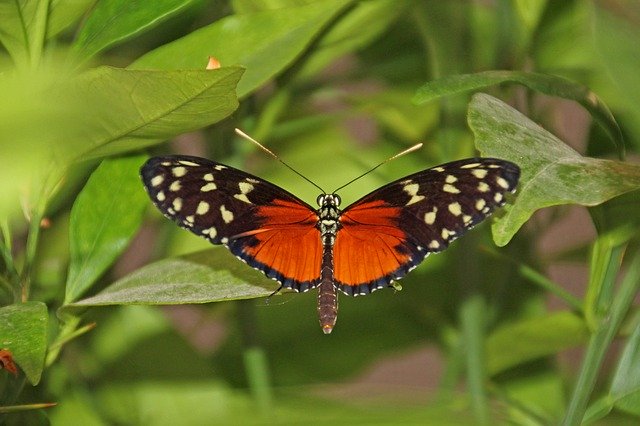 Free download Butterfly Wing Animal Flight -  free photo or picture to be edited with GIMP online image editor