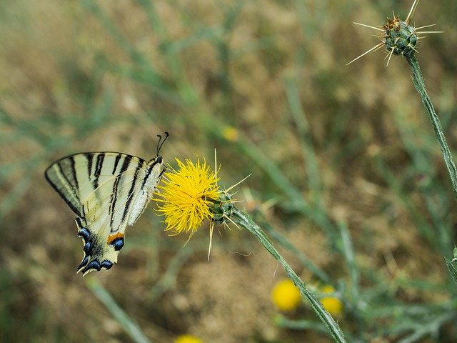 Free download Butterfly Wing Insect -  free photo or picture to be edited with GIMP online image editor