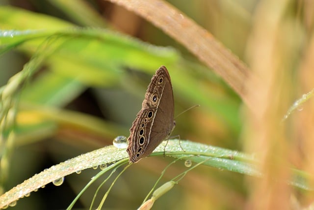 Unduh gratis gambar sayap kupu-kupu antena rumput gratis untuk diedit dengan editor gambar online gratis GIMP