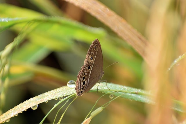 Free download butterfly wings antennae grass free picture to be edited with GIMP free online image editor