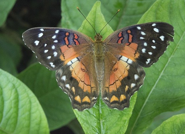 Descarga gratuita Butterfly Wings Fauna: foto o imagen gratuita para editar con el editor de imágenes en línea GIMP