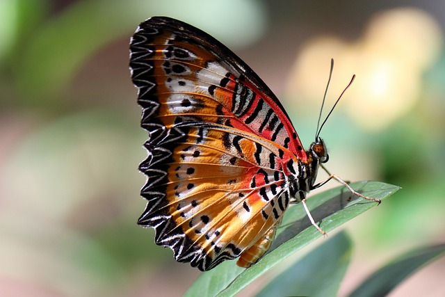 Free download butterfly wings insect eye plant free picture to be edited with GIMP free online image editor