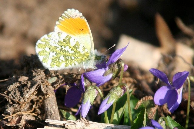 Free download Butterfly Wings Insects -  free photo or picture to be edited with GIMP online image editor