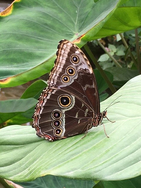 Download gratuito di Butterfly Wing Tender: foto o immagine gratuita da modificare con l'editor di immagini online GIMP