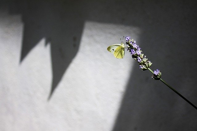 Ücretsiz indir Kelebek Sarı Çiçeği - GIMP çevrimiçi resim düzenleyici ile düzenlenecek ücretsiz fotoğraf veya resim