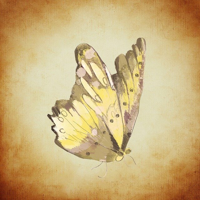 ดาวน์โหลดฟรี Butterfly Yellow Insect - ภาพถ่ายหรือรูปภาพฟรีที่จะแก้ไขด้วยโปรแกรมแก้ไขรูปภาพออนไลน์ GIMP