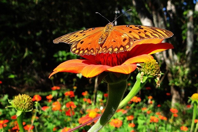 Free download Butterfly Yellow Orange -  free photo or picture to be edited with GIMP online image editor