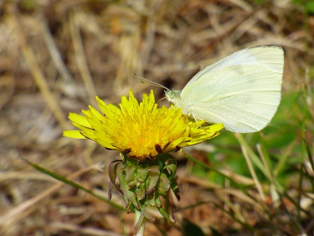 Download gratuito Butterfly Yellow Wildflower - foto o immagine gratuita da modificare con l'editor di immagini online di GIMP