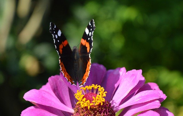 Kostenloser Download Butterfly Zinnia Close Up - kostenloses Foto oder Bild zur Bearbeitung mit GIMP Online-Bildbearbeitung