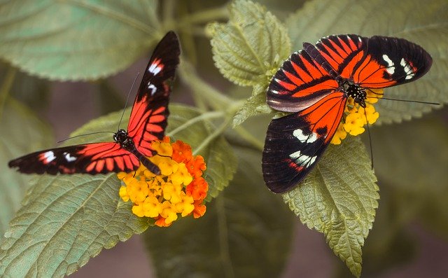 Gratis download Butterfly Zoo Garden - gratis foto of afbeelding om te bewerken met GIMP online afbeeldingseditor