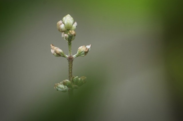 免费下载按钮花绿色 - 使用 GIMP 在线图像编辑器编辑的免费照片或图片