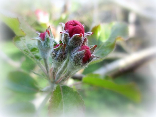 ดาวน์โหลดฟรี Button Flowers Plants - รูปถ่ายหรือรูปภาพฟรีที่จะแก้ไขด้วยโปรแกรมแก้ไขรูปภาพออนไลน์ GIMP