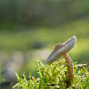 Button mushroom on moss  screen for extension Chrome web store in OffiDocs Chromium
