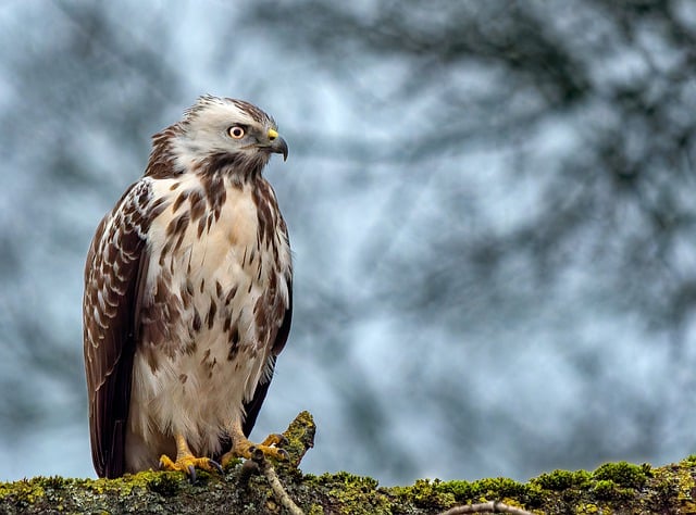 Free download buzzard bird animal nature beak free picture to be edited with GIMP free online image editor