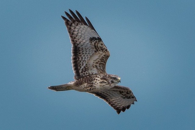 Free download Buzzard Sky Bird -  free photo or picture to be edited with GIMP online image editor