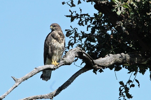 Free download Buzzard Tree Forest -  free photo or picture to be edited with GIMP online image editor