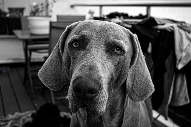 Kostenloser Download bw Schwarz-Weiß-Hund Weimaraner kostenloses Bild, das mit dem kostenlosen Online-Bildeditor GIMP bearbeitet werden kann