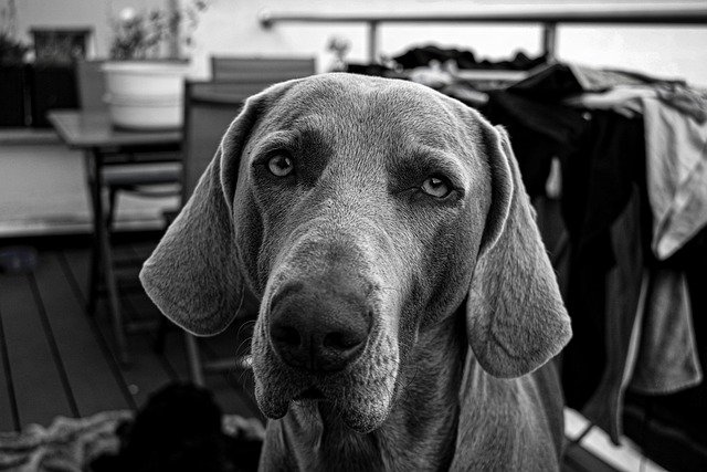 Free download b w black and white dog weimaraner free picture to be edited with GIMP free online image editor