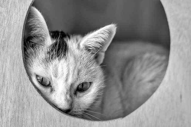 Free download b w cat animal black and white free picture to be edited with GIMP free online image editor