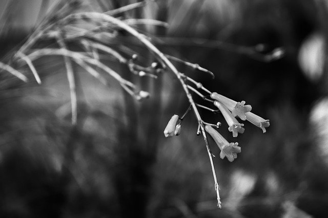 Free download Bw Flowers Plant White And -  free photo or picture to be edited with GIMP online image editor