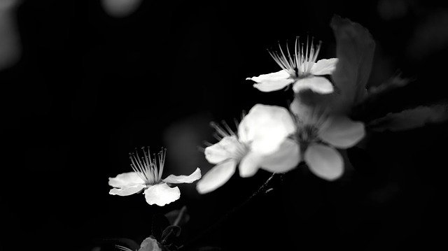 Free download b w n b monochrome nature light free picture to be edited with GIMP free online image editor