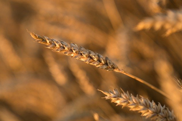 הורדה חינם על ידי chaitanya k grain p crop תמונה בחינם לעריכה עם עורך תמונות מקוון בחינם של GIMP