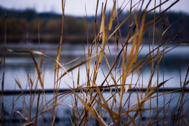 Download gratuito in riva al lago Reed l'immagine gratuita dell'autunno dello scenario da modificare con l'editor di immagini online gratuito GIMP