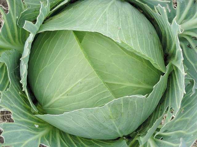 Descărcare gratuită Cabbage Autumn Vegetables - fotografie sau imagine gratuită pentru a fi editată cu editorul de imagini online GIMP