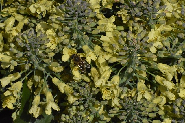 Free download Cabbage Broccoli Flowers -  free photo or picture to be edited with GIMP online image editor