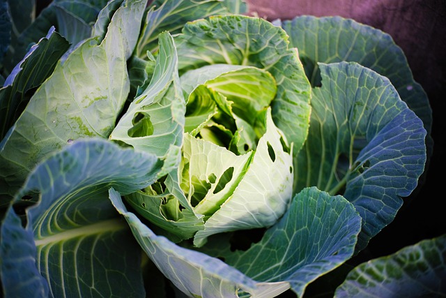Free download cabbage cauliflower vegetable free picture to be edited with GIMP free online image editor