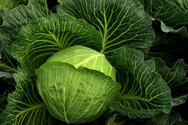 Free download cabbage cultivation vegetables free picture to be edited with GIMP free online image editor