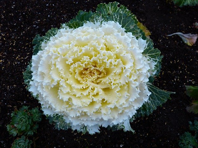 Free download Cabbage Flower Vegetables -  free photo or picture to be edited with GIMP online image editor