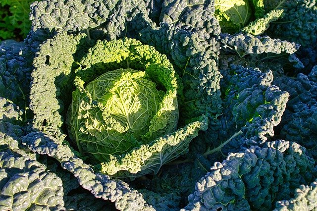 Free download cabbage food costs kale cabbage free picture to be edited with GIMP free online image editor