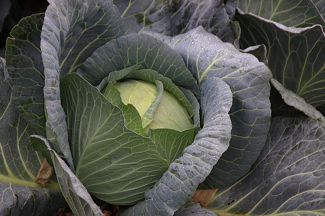 Free download Cabbage Harvest -  free photo or picture to be edited with GIMP online image editor