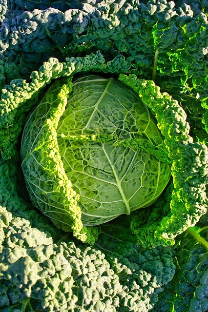 Free download cabbage kale cabbage vegetable free picture to be edited with GIMP free online image editor