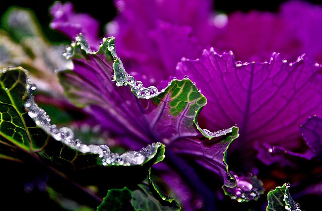 Free download cabbage leaves foliage dew drops free picture to be edited with GIMP free online image editor