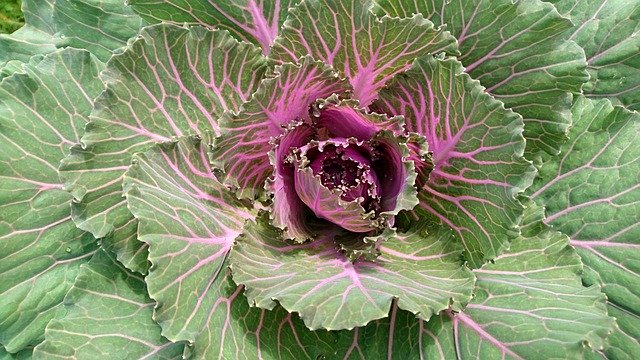 Free picture Cabbage Leaves Vegetable -  to be edited by GIMP free image editor by OffiDocs