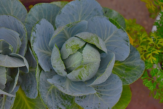 Free download cabbage leaves vegetables healthy free picture to be edited with GIMP free online image editor