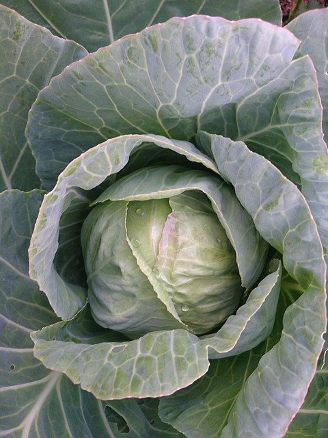Free download Cabbage Organic Backyard Gardening -  free photo or picture to be edited with GIMP online image editor